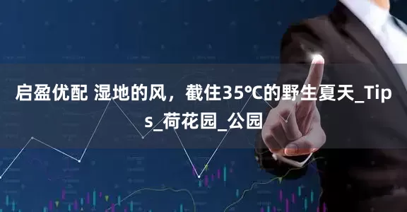 启盈优配 湿地的风，截住35℃的野生夏天_Tips_荷花园_公园